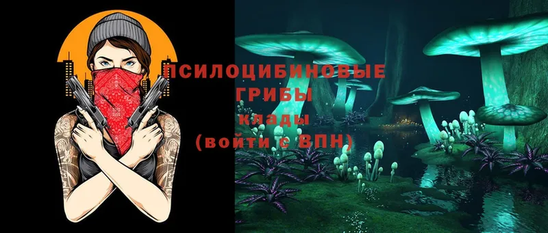 Галлюциногенные грибы Psilocybe  Валдай 